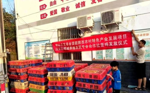 從都市回歸田園 安康80后大學生返鄉創業，蛋雞養殖成就年銷億元夢